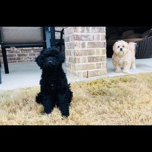 Meet your Posher, Patty